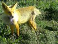 c_1231607090639_Jolteon_2.jpg